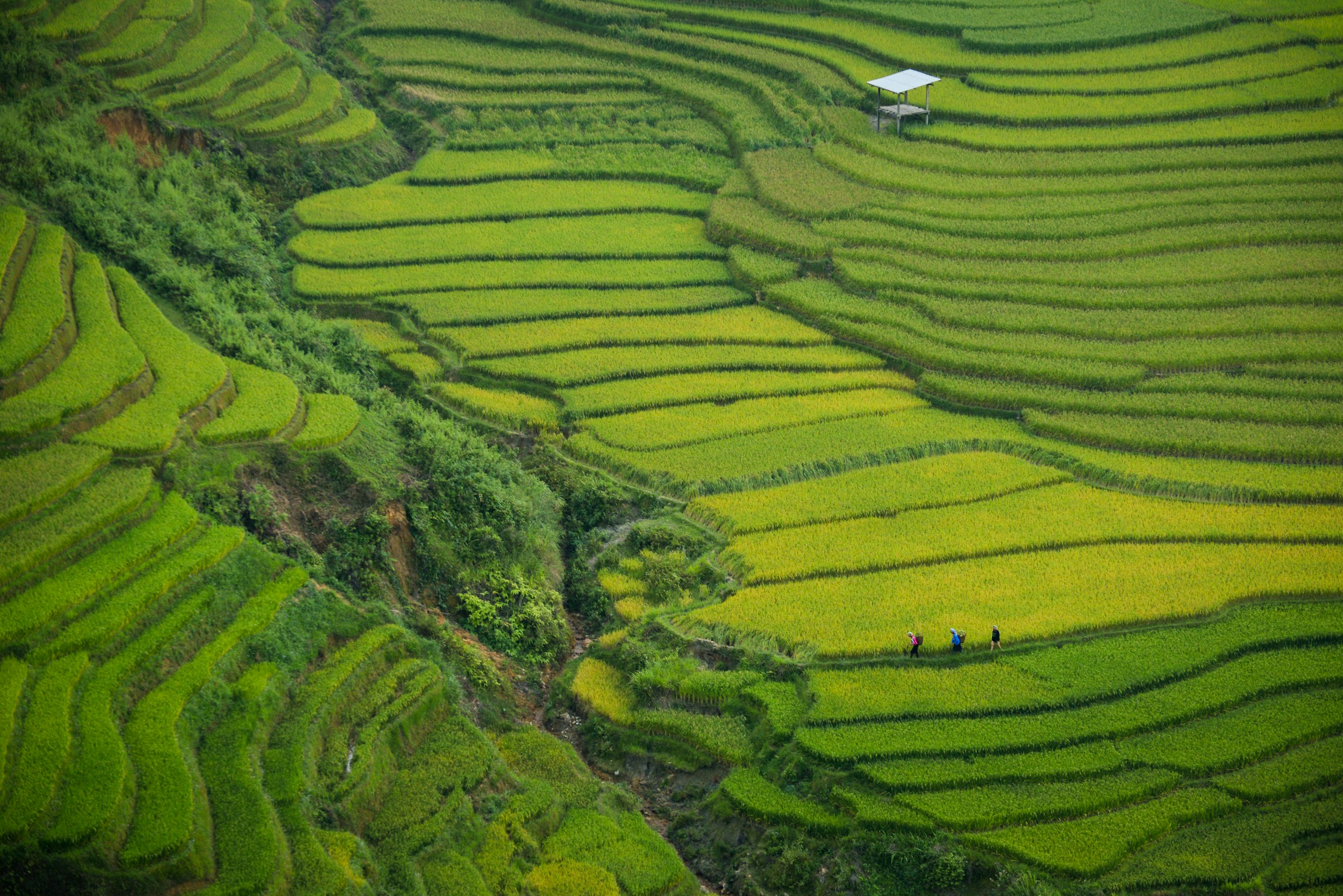 🌾 Rice Terraces