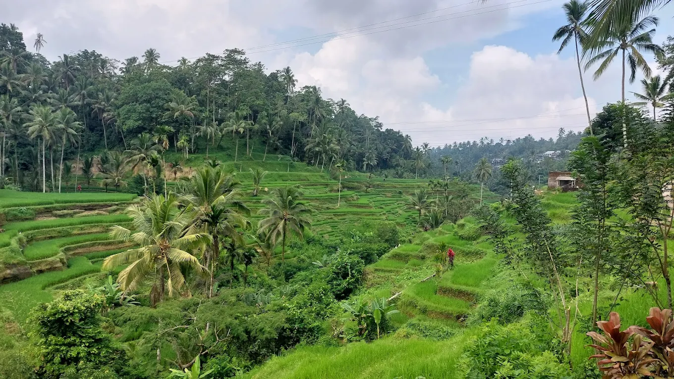 Tegallalang Rice Terraces at Sunrise